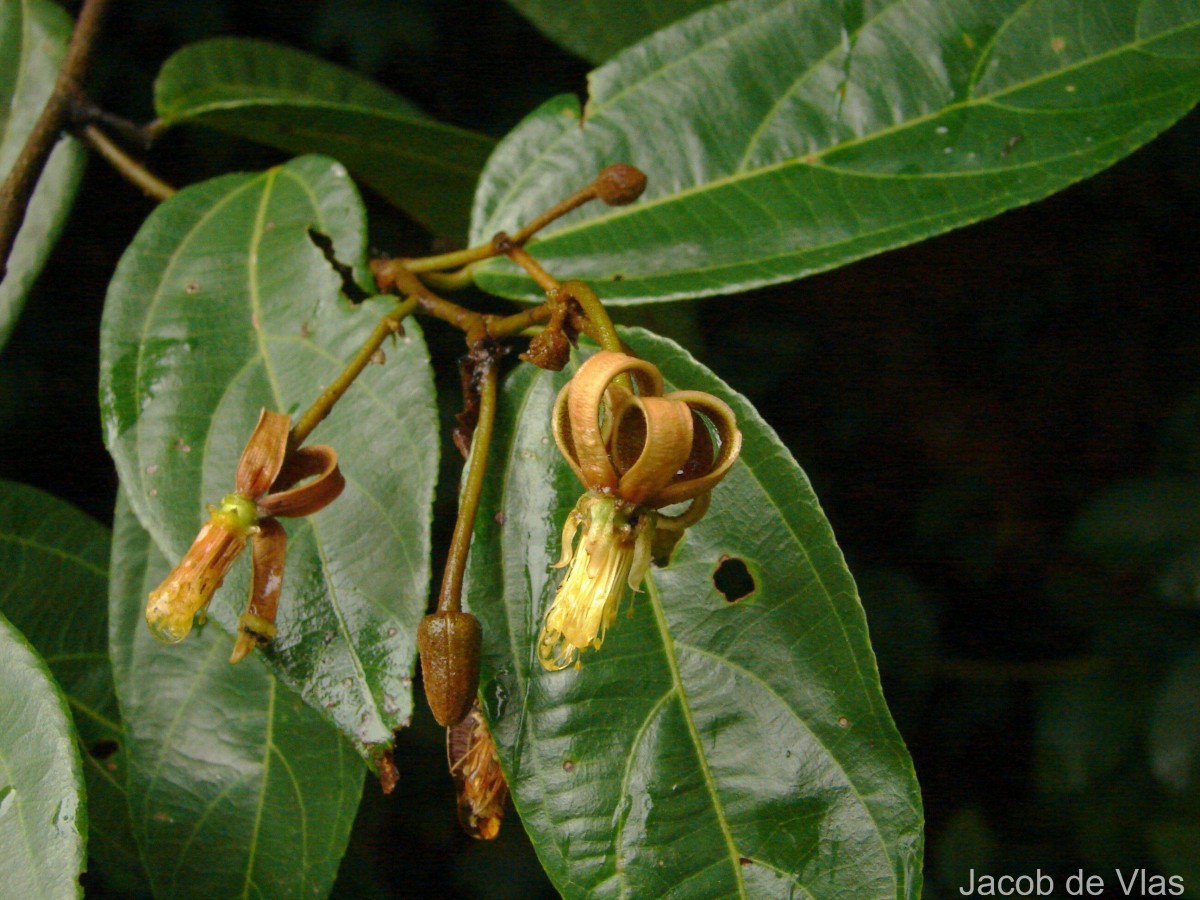 Grewia carpinifolia Juss.